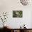 USA, Florida, Orlando, White Ibis, Gatorland-Lisa S. Engelbrecht-Stretched Canvas displayed on a wall