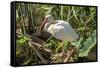 USA, Florida, Orlando, White Ibis, Gatorland-Lisa S. Engelbrecht-Framed Stretched Canvas