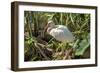 USA, Florida, Orlando, White Ibis, Gatorland-Lisa S. Engelbrecht-Framed Photographic Print