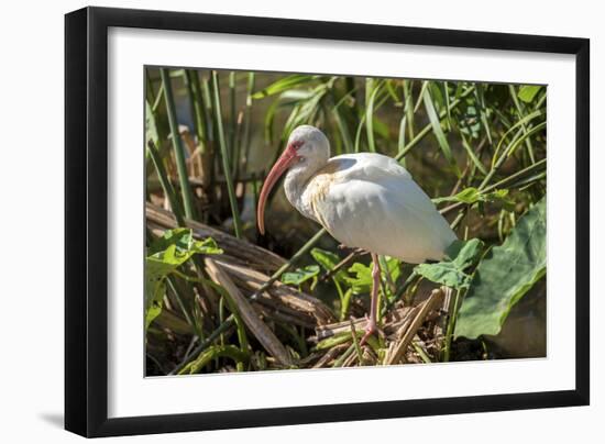 USA, Florida, Orlando, White Ibis, Gatorland-Lisa S. Engelbrecht-Framed Photographic Print