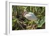 USA, Florida, Orlando, White Ibis, Gatorland-Lisa S. Engelbrecht-Framed Photographic Print