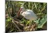 USA, Florida, Orlando, White Ibis, Gatorland-Lisa S. Engelbrecht-Mounted Photographic Print