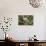 USA, Florida, Orlando, White Ibis, Gatorland-Lisa S. Engelbrecht-Photographic Print displayed on a wall