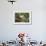 USA, Florida, Orlando, White Ibis, Gatorland-Lisa S. Engelbrecht-Framed Photographic Print displayed on a wall