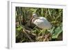 USA, Florida, Orlando, White Ibis, Gatorland-Lisa S. Engelbrecht-Framed Photographic Print