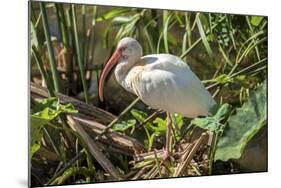 USA, Florida, Orlando, White Ibis, Gatorland-Lisa S. Engelbrecht-Mounted Photographic Print