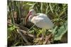 USA, Florida, Orlando, White Ibis, Gatorland-Lisa S. Engelbrecht-Mounted Photographic Print