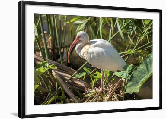 USA, Florida, Orlando, White Ibis, Gatorland-Lisa S. Engelbrecht-Framed Photographic Print