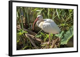 USA, Florida, Orlando, White Ibis, Gatorland-Lisa S. Engelbrecht-Framed Photographic Print