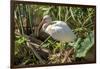 USA, Florida, Orlando, White Ibis, Gatorland-Lisa S. Engelbrecht-Framed Photographic Print