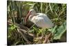 USA, Florida, Orlando, White Ibis, Gatorland-Lisa S. Engelbrecht-Stretched Canvas