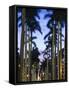 USA, Florida, Palm Beach, Palms on Royal Palm Way-Walter Bibikow-Framed Stretched Canvas