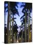 USA, Florida, Palm Beach, Palms on Royal Palm Way-Walter Bibikow-Stretched Canvas