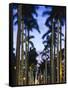 USA, Florida, Palm Beach, Palms on Royal Palm Way-Walter Bibikow-Framed Stretched Canvas