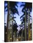 USA, Florida, Palm Beach, Palms on Royal Palm Way-Walter Bibikow-Stretched Canvas