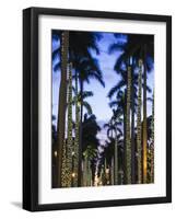 USA, Florida, Palm Beach, Palms on Royal Palm Way-Walter Bibikow-Framed Photographic Print