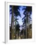 USA, Florida, Palm Beach, Palms on Royal Palm Way-Walter Bibikow-Framed Photographic Print