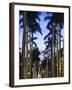 USA, Florida, Palm Beach, Palms on Royal Palm Way-Walter Bibikow-Framed Photographic Print