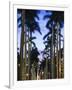 USA, Florida, Palm Beach, Palms on Royal Palm Way-Walter Bibikow-Framed Photographic Print