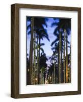 USA, Florida, Palm Beach, Palms on Royal Palm Way-Walter Bibikow-Framed Photographic Print