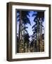 USA, Florida, Palm Beach, Palms on Royal Palm Way-Walter Bibikow-Framed Photographic Print