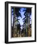 USA, Florida, Palm Beach, Palms on Royal Palm Way-Walter Bibikow-Framed Photographic Print