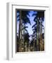 USA, Florida, Palm Beach, Palms on Royal Palm Way-Walter Bibikow-Framed Photographic Print