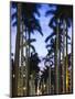 USA, Florida, Palm Beach, Palms on Royal Palm Way-Walter Bibikow-Mounted Photographic Print