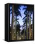 USA, Florida, Palm Beach, Palms on Royal Palm Way-Walter Bibikow-Framed Stretched Canvas