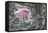 USA, Florida, Roseate Spoonbill and Chick at Alligator Farm Rookery-Jim Engelbrecht-Framed Stretched Canvas