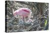 USA, Florida, Roseate Spoonbill and Chick at Alligator Farm Rookery-Jim Engelbrecht-Stretched Canvas
