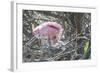 USA, Florida, Roseate Spoonbill and Chick at Alligator Farm Rookery-Jim Engelbrecht-Framed Photographic Print