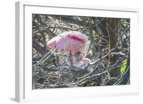 USA, Florida, Roseate Spoonbill and Chick at Alligator Farm Rookery-Jim Engelbrecht-Framed Photographic Print