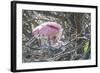 USA, Florida, Roseate Spoonbill and Chick at Alligator Farm Rookery-Jim Engelbrecht-Framed Photographic Print