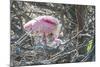 USA, Florida, Roseate Spoonbill and Chick at Alligator Farm Rookery-Jim Engelbrecht-Mounted Photographic Print