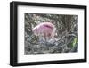 USA, Florida, Roseate Spoonbill and Chick at Alligator Farm Rookery-Jim Engelbrecht-Framed Photographic Print