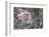 USA, Florida, Roseate Spoonbill and Chick at Alligator Farm Rookery-Jim Engelbrecht-Framed Photographic Print