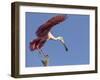 USA, Florida. Roseate spoonbill ready for flight.-Maresa Pryor-Framed Photographic Print