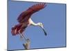 USA, Florida. Roseate spoonbill ready for flight.-Maresa Pryor-Mounted Photographic Print