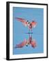 USA, Florida, Sanibel Island, Ding Darling National Wildlife Reserve, Roseate Spoonbill-Bernard Friel-Framed Photographic Print