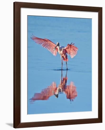 USA, Florida, Sanibel Island, Ding Darling National Wildlife Reserve, Roseate Spoonbill-Bernard Friel-Framed Photographic Print