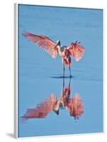 USA, Florida, Sanibel Island, Ding Darling National Wildlife Reserve, Roseate Spoonbill-Bernard Friel-Framed Photographic Print