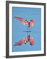 USA, Florida, Sanibel Island, Ding Darling National Wildlife Reserve, Roseate Spoonbill-Bernard Friel-Framed Photographic Print