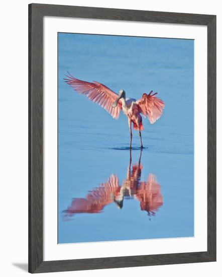 USA, Florida, Sanibel Island, Ding Darling National Wildlife Reserve, Roseate Spoonbill-Bernard Friel-Framed Photographic Print