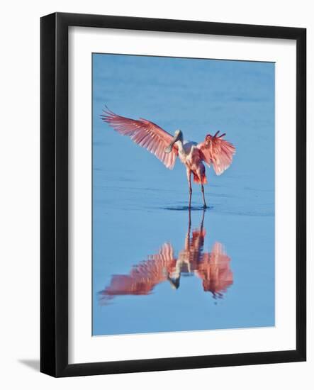 USA, Florida, Sanibel Island, Ding Darling National Wildlife Reserve, Roseate Spoonbill-Bernard Friel-Framed Photographic Print