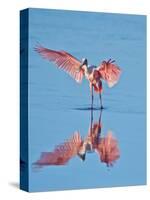 USA, Florida, Sanibel Island, Ding Darling National Wildlife Reserve, Roseate Spoonbill-Bernard Friel-Stretched Canvas