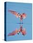 USA, Florida, Sanibel Island, Ding Darling National Wildlife Reserve, Roseate Spoonbill-Bernard Friel-Stretched Canvas