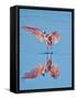 USA, Florida, Sanibel Island, Ding Darling National Wildlife Reserve, Roseate Spoonbill-Bernard Friel-Framed Stretched Canvas