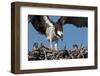 USA, Florida, Sanibel Island, Ding Darling NWR, Osprey Nest with adults and two babies-Bernard Friel-Framed Photographic Print