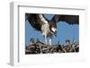 USA, Florida, Sanibel Island, Ding Darling NWR, Osprey Nest with adults and two babies-Bernard Friel-Framed Photographic Print